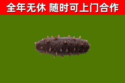抚州市回收海参干